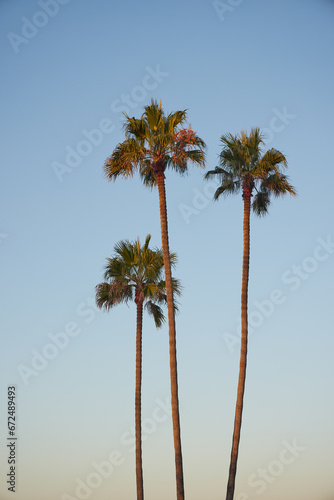 palm trees on the beach photo