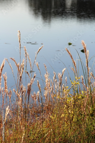 Tall tan grass by the lake