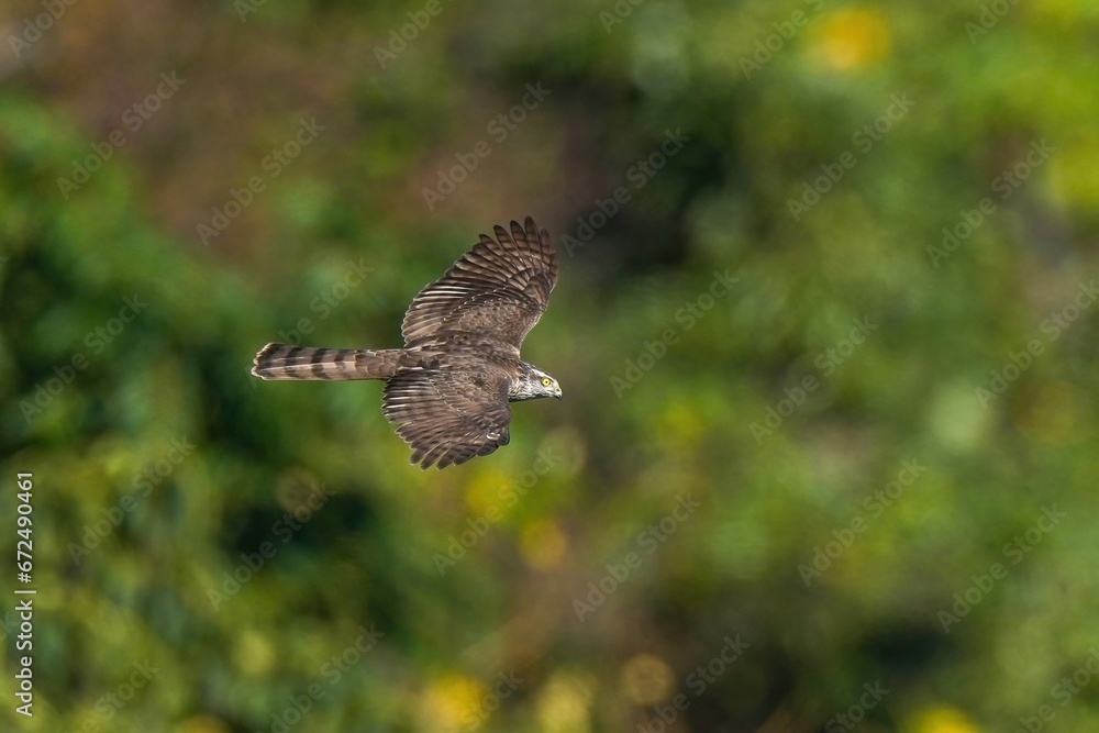 Obraz premium グリーンバックに悠然と飛ぶハイタカ