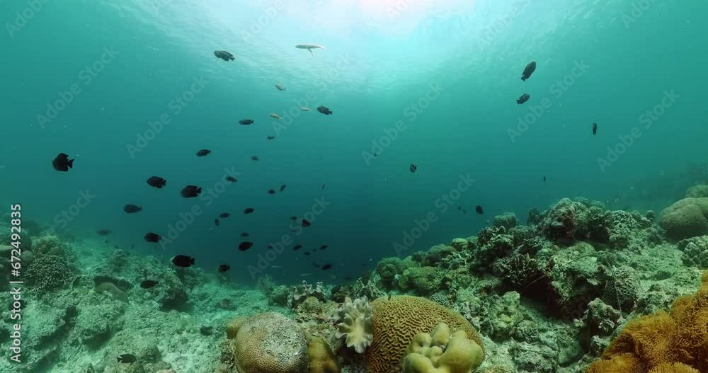 Coral reef and marine fish. Beautiful coral reef with colorful fish. Underwater world background. Coral reef and marine fish. Beautiful coral reef with colorful fish. Underwater world background.