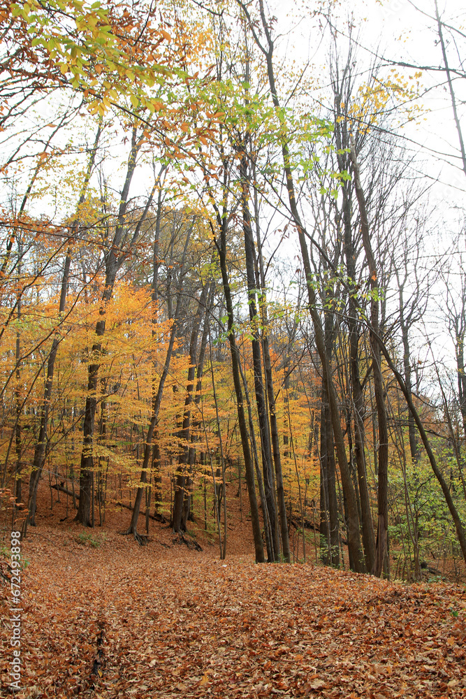 Obraz premium Autumn landscape with colorful trees