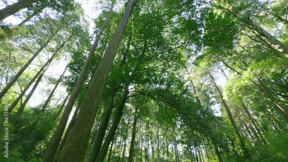 太陽の光が綺麗な森の木 太陽の光が綺麗な森の木