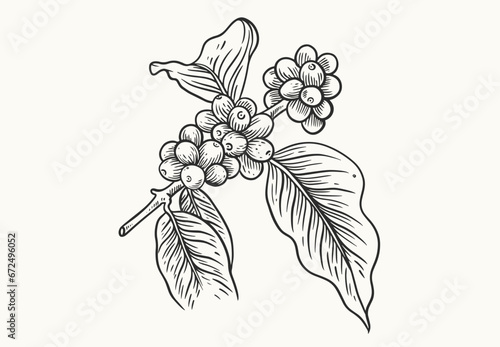 coffee tree of ink drawing sketch for poster, fabric, cover, label packaging, name card, post card, brochure. Coffee pattern