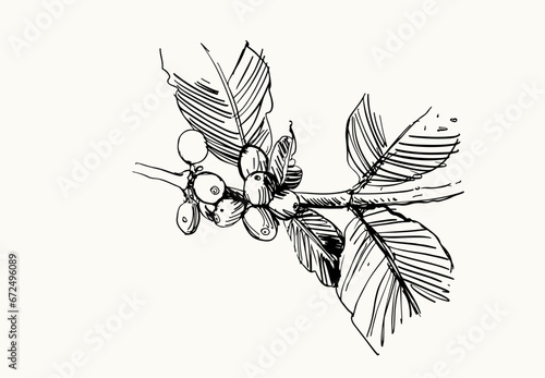 coffee tree of ink drawing sketch for poster, fabric, cover, label packaging, name card, post card, brochure. Coffee pattern