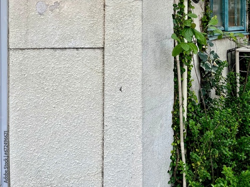 薄汚れた白い壁と観葉植物の背景。