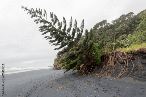 A Norfolk pine tree (araucaria heterophylla) succumbs to coastal erosion at Awakino Beach, Waikato Region, New Zealand.