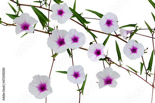 Isolated image of morning glory flower on transparent background png file.