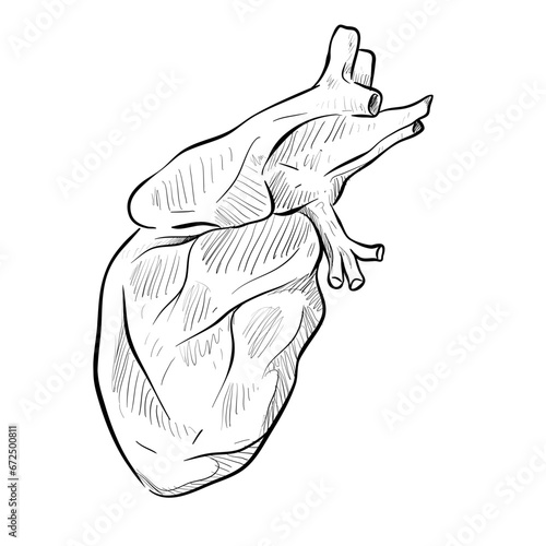 Heart handdrawn illustration