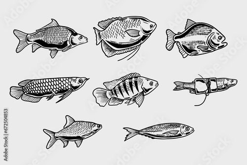 collection of freshwater fish illustrations in vector line art style photo