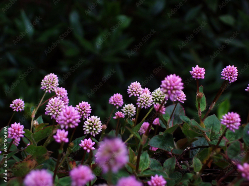beautiful flower in the garden beautiful flower in the garden