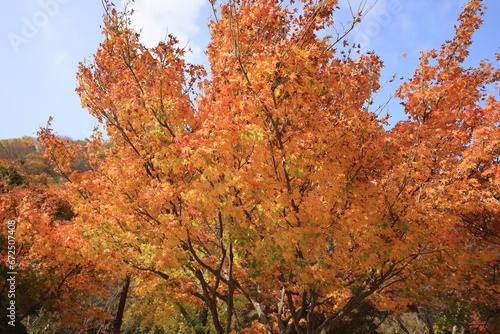 Beautifual and Colorful Autumn Leaves in Naejang National Park in South Korea photo