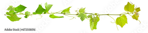 rameaux de vigne sur fond blanc  photo