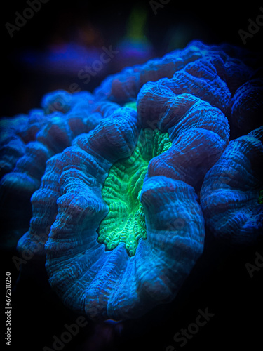 Trumpet coral