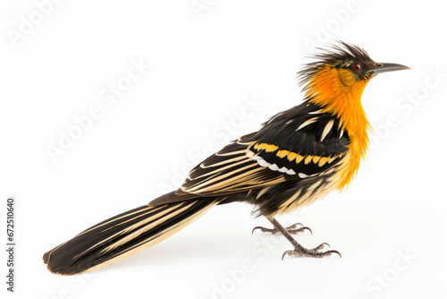 a bird with a yellow and black head and tail 