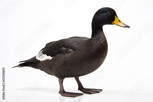 a duck standing on a white surface with a white background
