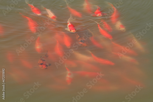 Close-up of koi and goldfish coming to the water's surface foraging for food in a serene backyard pond, animal closeup 