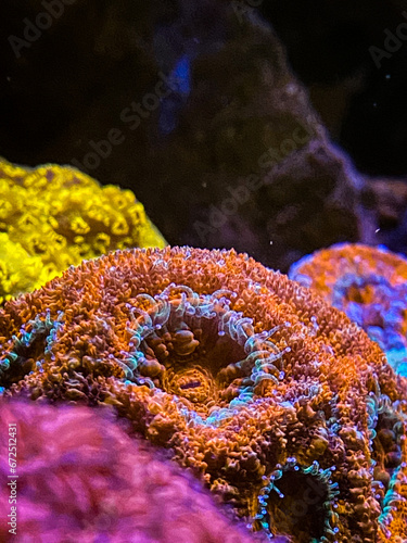 Wallpaper Mural Corals Torontodigital.ca