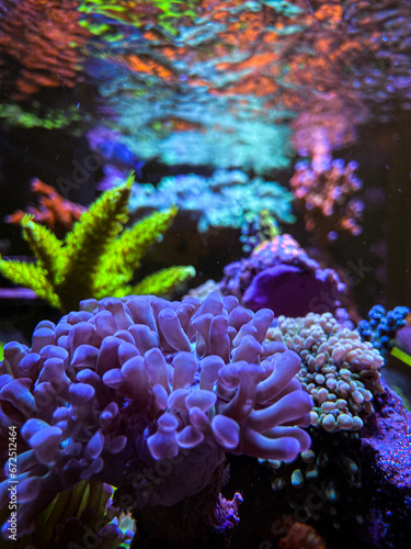 coral reef in aquarium © Guilherme