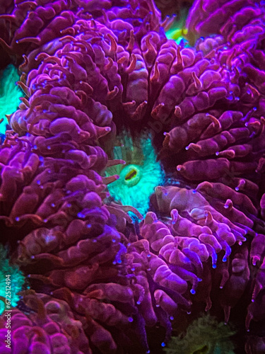 Coral close up