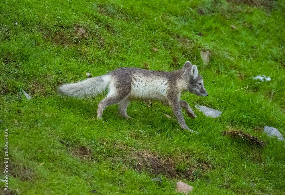 Obraz premium Arctic Fox