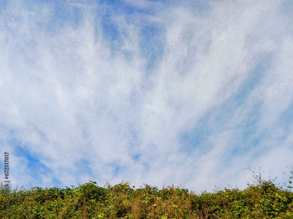 Obraz premium green trees and a cloudy blue sky