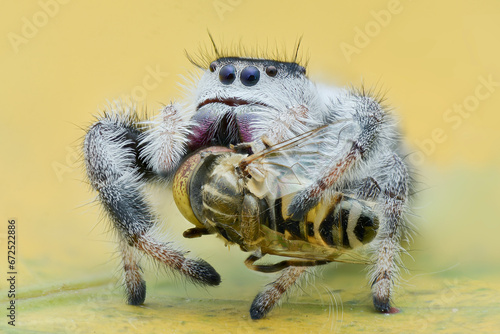 Fototapeta Naklejka Na Ścianę i Meble -  Extreme Close up of spider preying