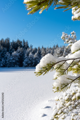 snow covered trees