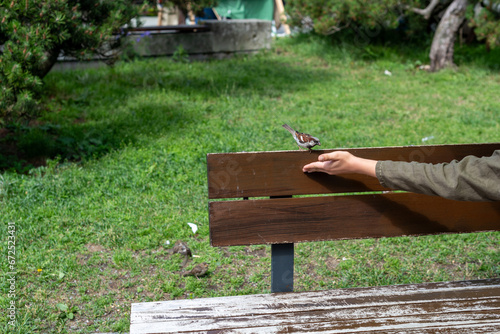 person feeding small bird
