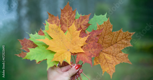 Colorful autumn leaves