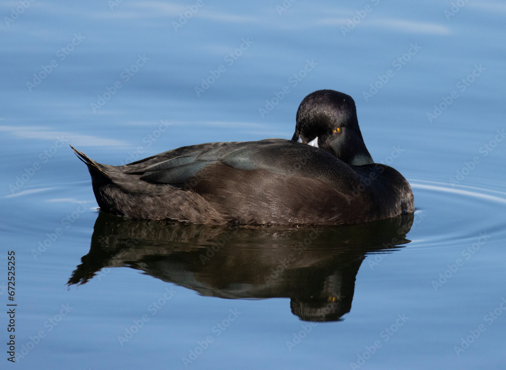 Fototapeta premium New Zealand scaup / Pāpango (Aythya novaeseelandiae) floating on lake, head tucked looking grumpy
