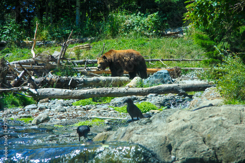 Brown Bear Adult and Ravens
