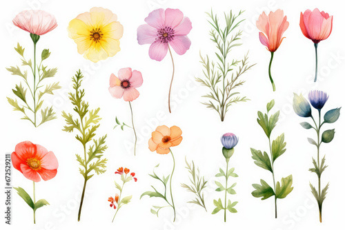 Watercolor set of wild beautiful flowers, plant illustrations, décor for holidays, botanical arrangements and weddings.