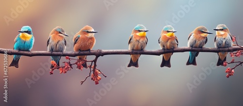 Wildlife birds photo