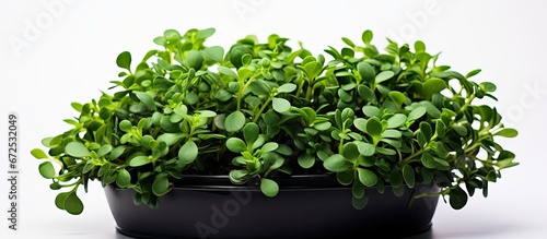 The photo showcases Common Purslane or Pusley planted in a black plastic pot captured in a studio setting and presented against a white background photo