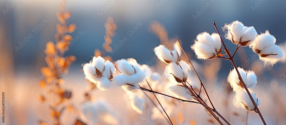 In a wintry scene there is a fluffy cottony weed with a white billowy appearance The background features a soft blurred effect known as bokeh - obrazy, fototapety, plakaty 