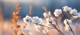 In a wintry scene there is a fluffy cottony weed with a white billowy appearance The background features a soft blurred effect known as bokeh