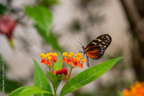 Schmetterling  © k_rahn