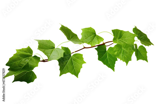 A green vine leaf isolated on a pure white background