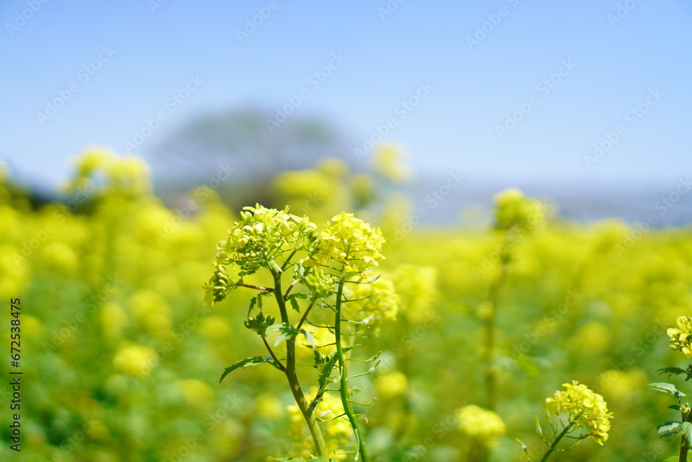 Obraz premium 菜の花