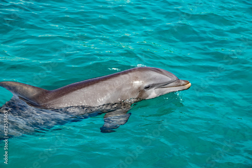 Bottle Nose Dolphin Smiles facing camera right in St Thomas USVI