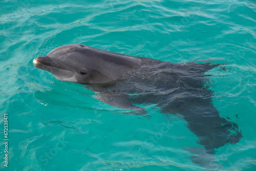 Bottle Nose Dolphin Smiles facing camera left in St Thomas USVI