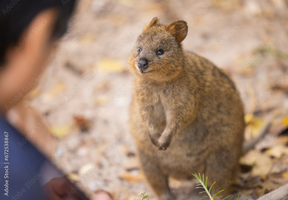 Close up of a Quokka, small marsupial macropod animal, located in natural habitat on Rottnest Island, western Australia Close up of a Quokka, small marsupial macropod animal, located in natural habitat on Rottnest Island, western Australia