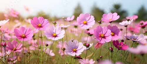The cosmos flowers known as bunga kenikir blossom during scorching afternoons