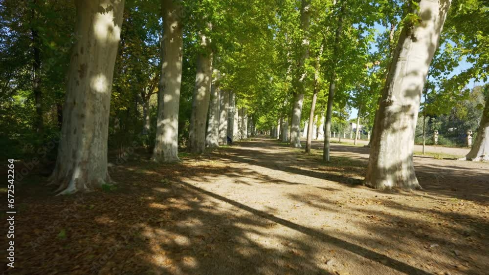Impressive trees of many years in the royal gardens of Aranjuez, Madrid, Spain. Impressive trees of many years in the royal gardens of Aranjuez, Madrid, Spain.