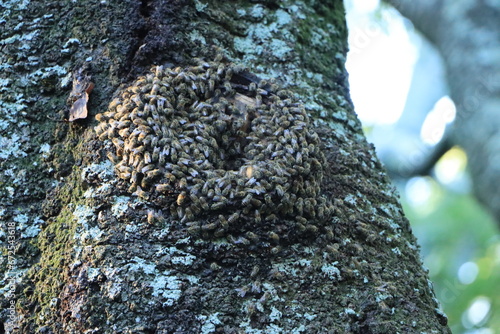 大磯　湘南平　高麗山　桜の木に巣を作るミツバチの大群 photo