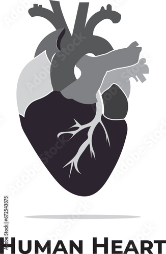human heart. Heart anatomy. heart attack