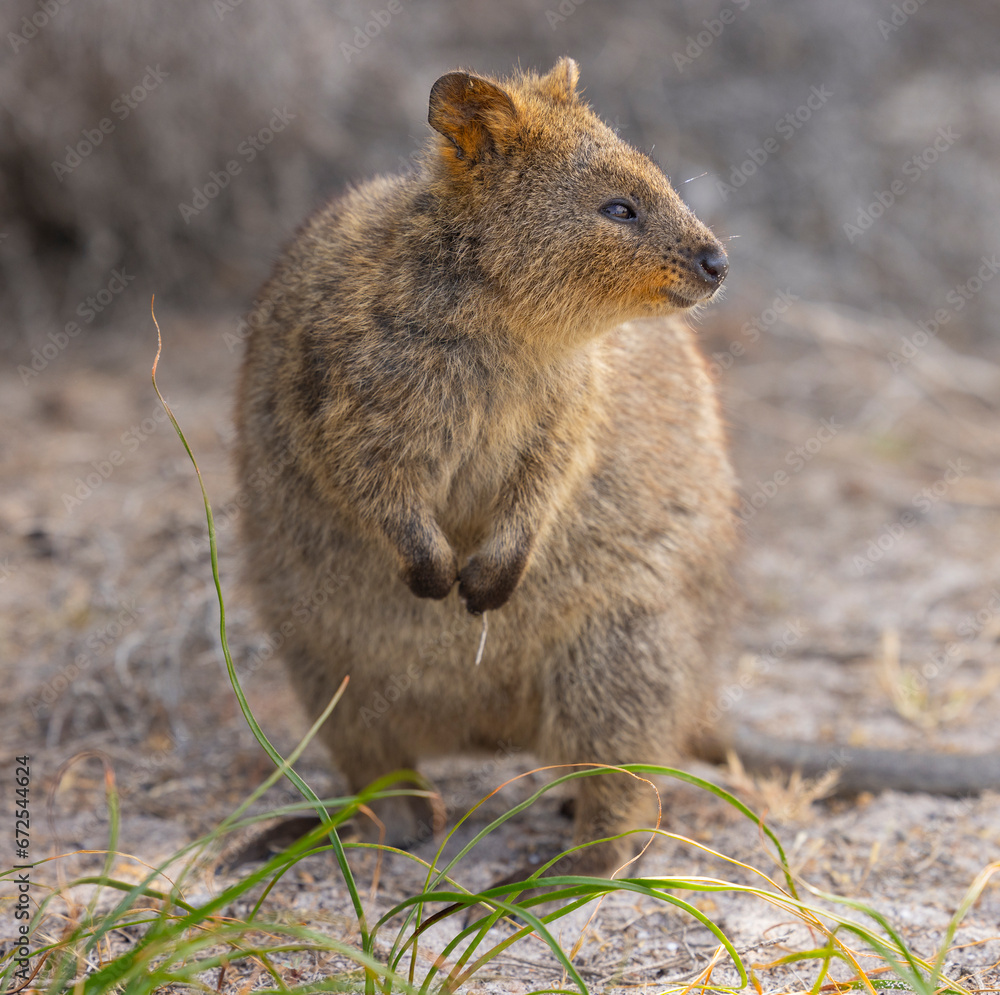 Fototapeta premium Close up of a Quokka, small marsupial macropod animal, located in natural habitat on Rottnest Island, western Australia