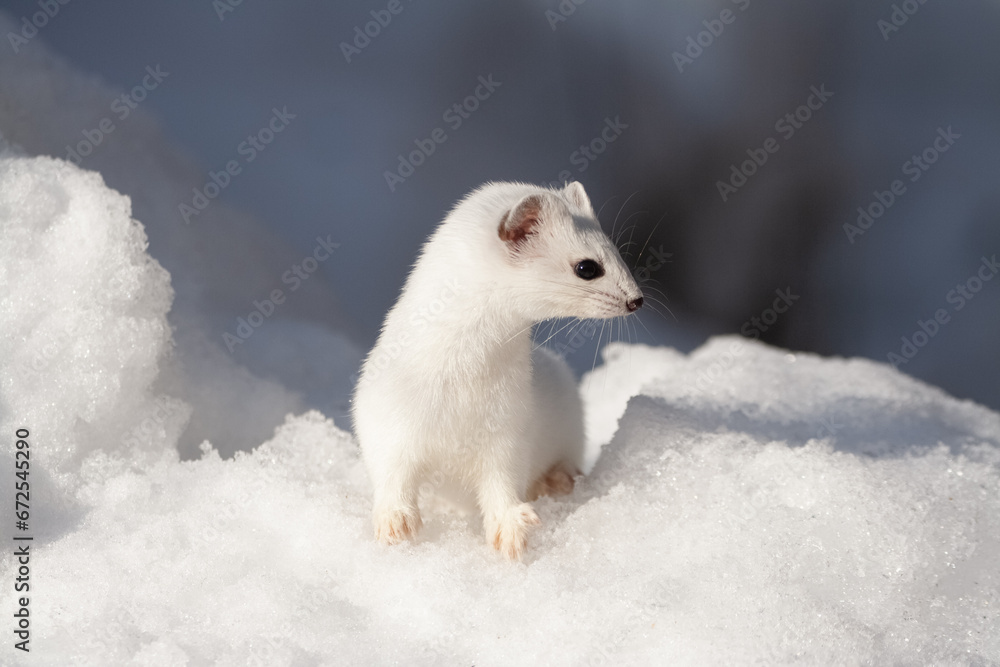 Ermine (Mustela erminea) Ermellino