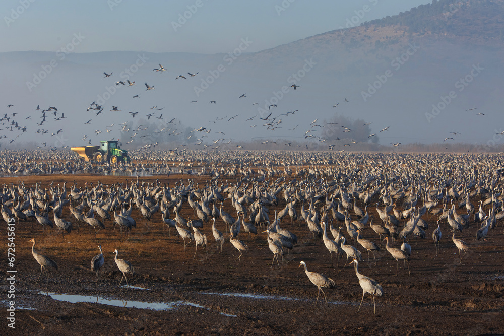 Obraz premium Feeding of the cranes at sunrise in the national Park Agamon of Hula in Israel