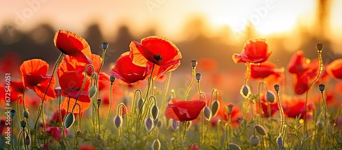 Red poppies bloom in a wild field creating a stunning scenery with their vibrant color With a soft selective focus these beautiful red poppies stand out in the field illuminated by gentle s